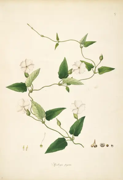 Plants of the coast of Coromandel Pl.067 av William Roxburgh