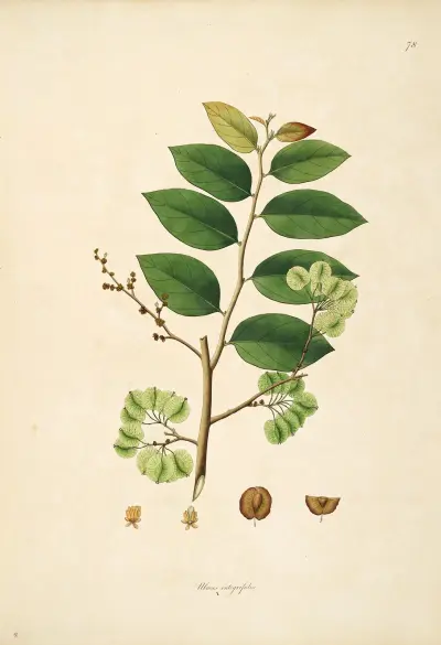Plants of the coast of Coromandel Pl.078 av William Roxburgh