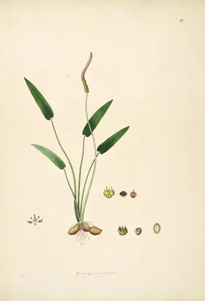 Plants of the coast of Coromandel Pl.081 av William Roxburgh