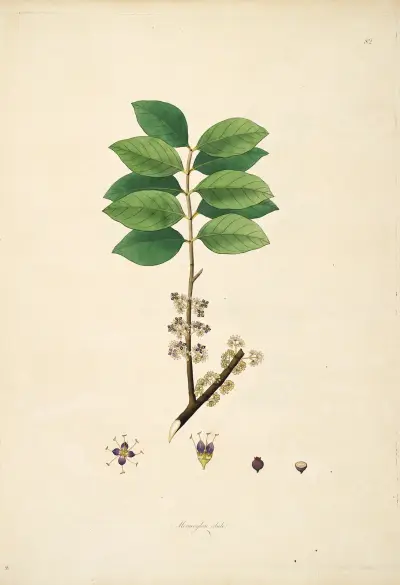 Plants of the coast of Coromandel Pl.082 av William Roxburgh