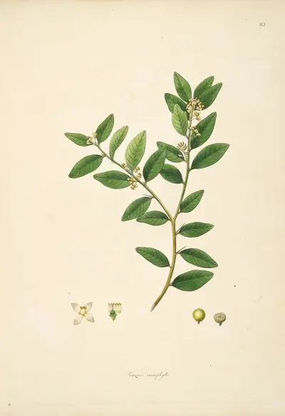Plants of the coast of Coromandel Pl.083 av William Roxburgh