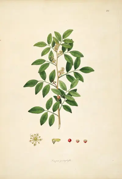Plants of the coast of Coromandel Pl.084 av William Roxburgh