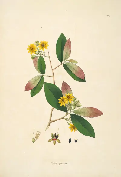Plants of the coast of Coromandel Pl.089 av William Roxburgh