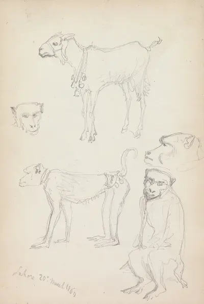 Apor och en get, Lahore av William Simpson