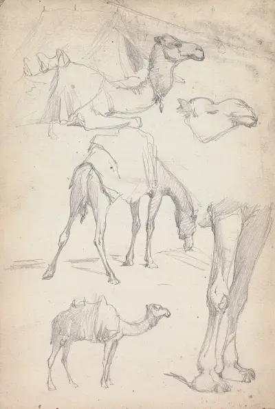 Studier av kameler av William Simpson