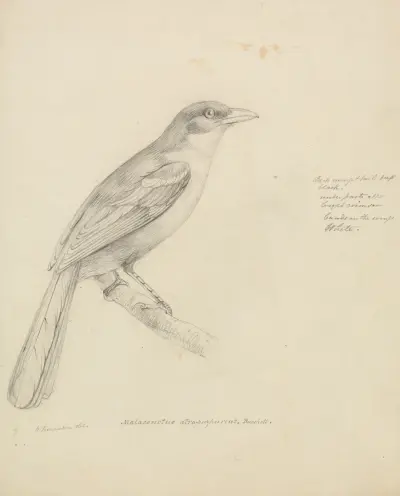 A Bird av William Swainson