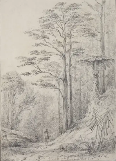Black birch forest, Upper Hutt av William Swainson