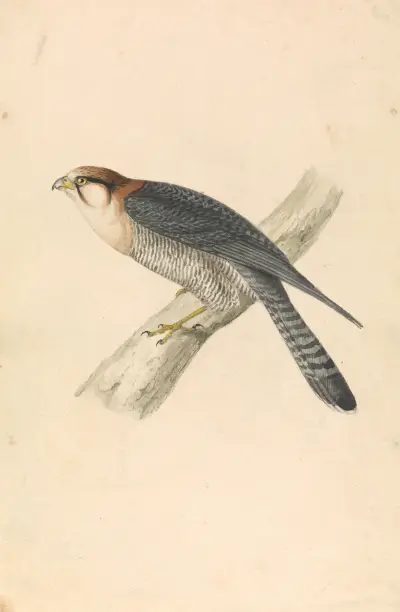 Rufous Necked Falcon av William Swainson