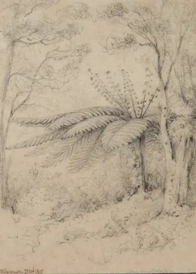 Silver fern, Stokes Valley, 1847, Lower Hutt av William Swainson