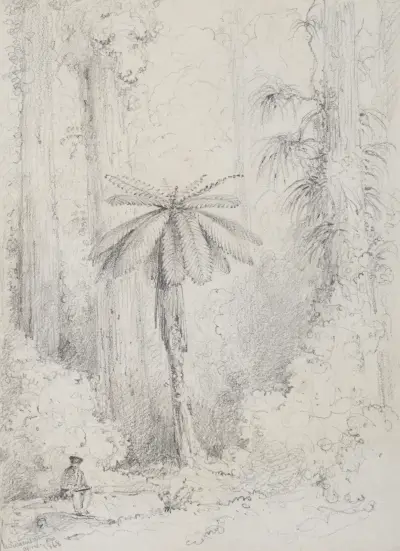 Silver leaved fern, Hutt forest av William Swainson