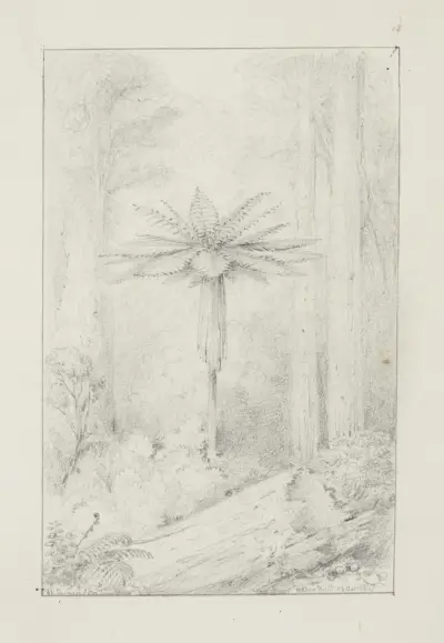 Soft leaved tree fern, Upper Hutt av William Swainson