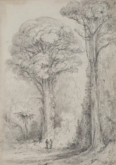 White Pine, Stokes Valley av William Swainson