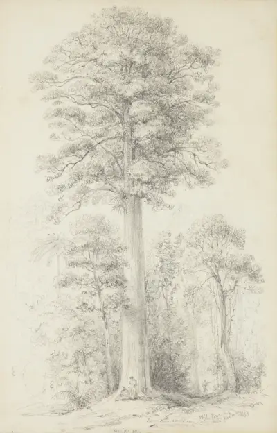 White pine av William Swainson