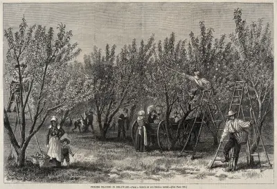 Picking Peaches in Delaware av Winslow Homer