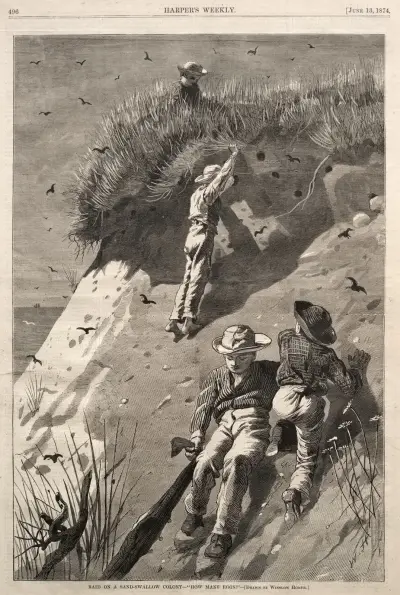 Najazd na kolonię jaskółek piaskowych – „Ile jajek”, Winslow Homer
