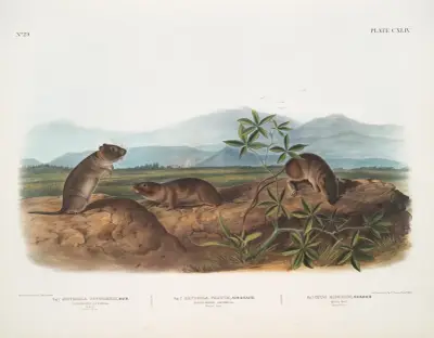 1. Arvicola Townsendii, Townsend’s Arvicola; 2. Arvicola nasuta, Sharp-nosed Arvicola. Natural size. 3. Mus riparius, Bank Rat. Natural size. av John Woodhouse Audubon
