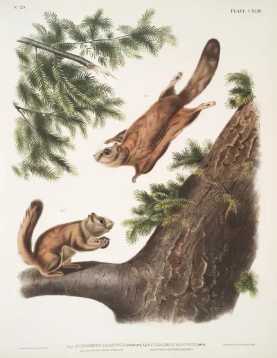 1. Pteromys sabrinus, Severn River Flying Squirrel; 2. Pteromys alpinus, Rocky Mountain Squirrel. av John Woodhouse Audubon