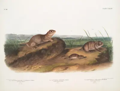 1. Spermophilus Townsendii, American Souslik. Male 2. Arvicola Oregoni, Oregon Meadow-Mouse. Male 3. Arvicola Texiana, Texan Meadow Mouse. Male av John Woodhouse Audubon