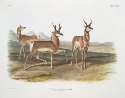 Antilope Americana, Prong-horned Antelope. (Male & female.) av John Woodhouse Audubon