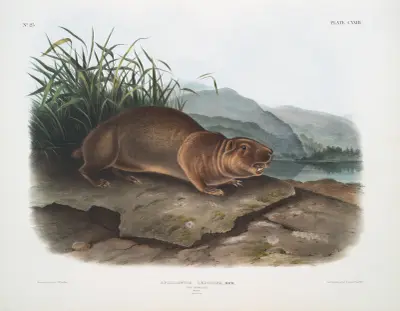 Aplodontia leporina, The Sewellel. Hane. Naturlig storlek. av John Woodhouse Audubon