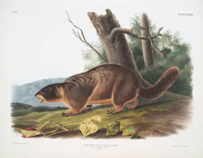 Arctomys flaviventer, Yellow-bellied Marmot. Male. Natural size. av John Woodhouse Audubon