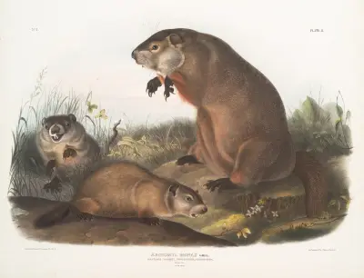 Arctomys monax, Maryland Marmot, Woodchuck, Groundhog. Natural size. Old & young. av John Woodhouse Audubon