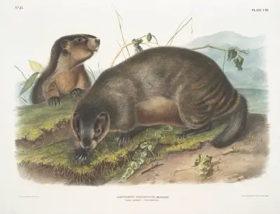 Arctomys pruinosus, grå murmeldjur – visslaren av John Woodhouse Audubon