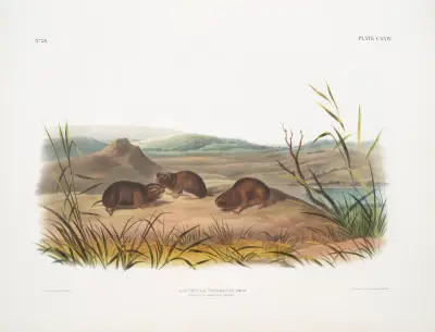 Arvicola borealis, nordlig ängsmus. Naturlig storlek. av John Woodhouse Audubon
