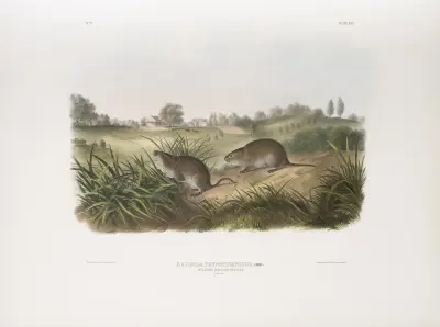 Arvicola Pennsylvanicus, Wilsons ängsmus. Naturlig storlek. av John Woodhouse Audubon