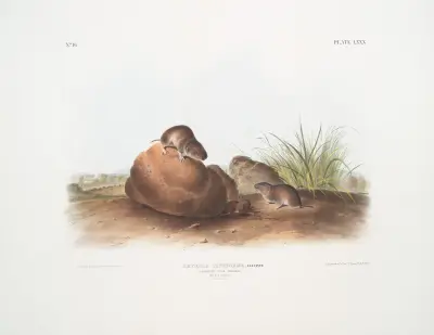 Arvocola pinetorum, Lecontes Pine Mouse. (Male & Famale. Natural size.) av John Woodhouse Audubon