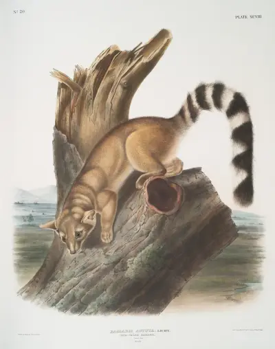 Bassaris astuta, Ring-tailed Bassaris. Natural size. Male. av John Woodhouse Audubon