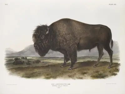 Bos Americanus, American Bison, or Buffalo. Male. av John Woodhouse Audubon