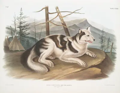 Kanadensisk hare-hund, hane av John Woodhouse Audubon