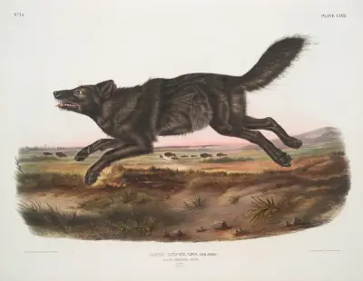 Canis lupus, Black American Wolf. Male. av John Woodhouse Audubon
