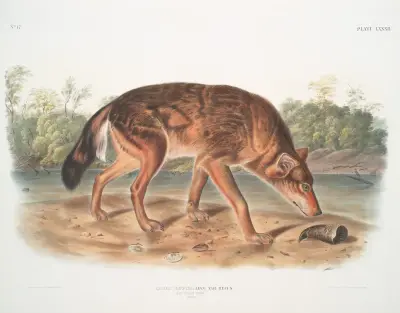 Canis lupus, Red Texan Wolf. (Male.) av John Woodhouse Audubon