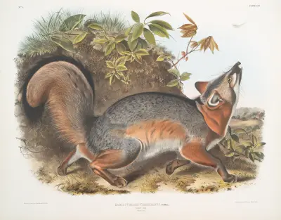 Canis (Vulpes) Virginianus, Gråräv av John Woodhouse Audubon