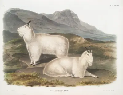 Capra Americana, Klippget. Hane & hona. av John Woodhouse Audubon