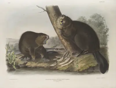 Amerikansk bäver av John Woodhouse Audubon