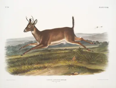 Långhalig hjort, hane av John Woodhouse Audubon