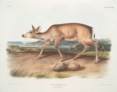 Cervus macrotis, Black-tailed Deer. Female. Summer pelage. av John Woodhouse Audubon