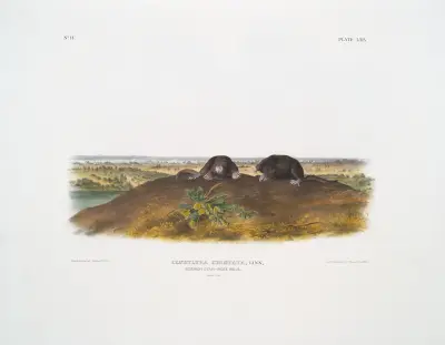Condylura cristata, Common Star-nose Mole. Natural size. av John Woodhouse Audubon
