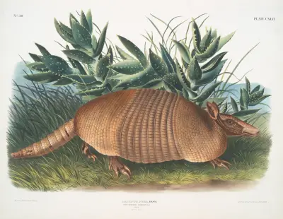 Dasypus Peba, Nine-banded Armadillo. Male. Natural size. av John Woodhouse Audubon