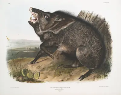 Dycoteles torquatus, halsbandspekari. Hane. av John Woodhouse Audubon