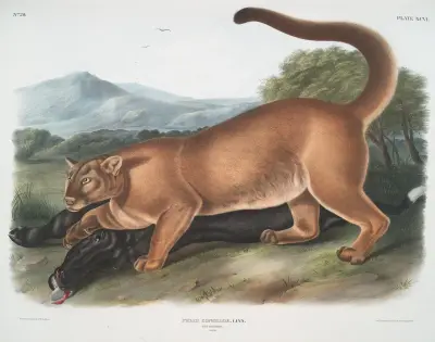 Felis concolor, The Cougar. (Male.) av John Woodhouse Audubon