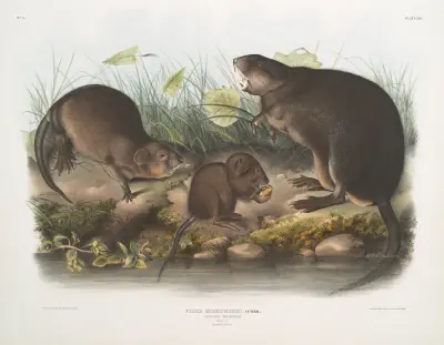 Fiber Zibethicus, Musk-Rat, Musquash. Natural size. Old and young. av John Woodhouse Audubon