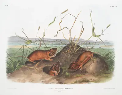 Geomys douglassii, Columbia-påsråtta. Naturlig storlek. av John Woodhouse Audubon