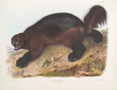 Järv (Gulo luscus) av John Woodhouse Audubon