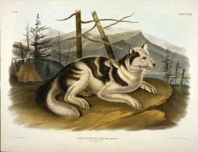 Hare Indian Dog av John Woodhouse Audubon