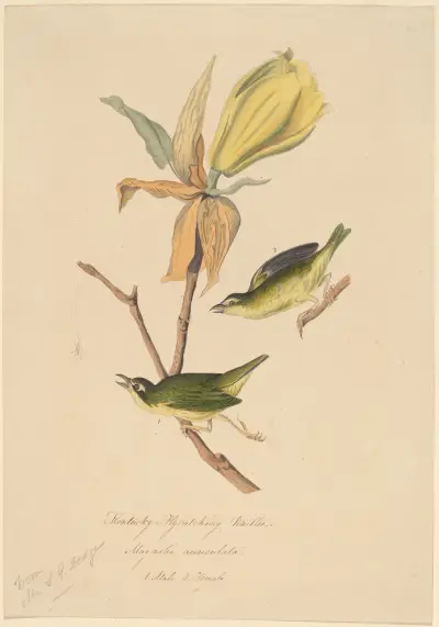 Kentucky Fly-catching Warbler av John Woodhouse Audubon
