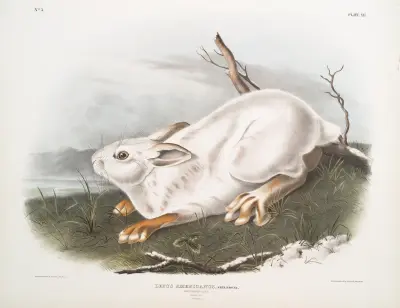 Nordamerikansk hare i vinterdräkt av John Woodhouse Audubon